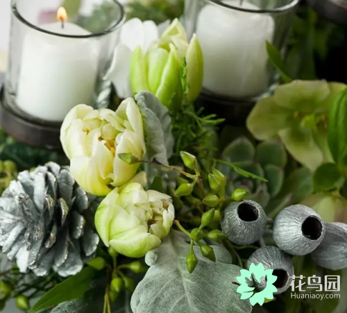 雪叶莲，植物 ， 雪叶莲（雪叶莲图片）