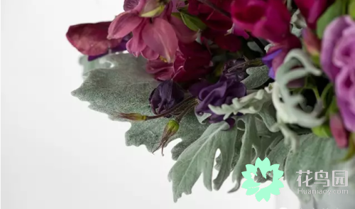 雪叶莲，植物 ， 雪叶莲（雪叶莲图片）