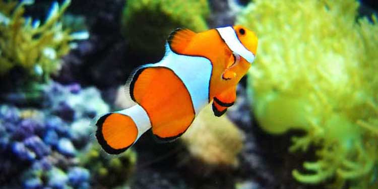 透红小丑鱼的寿命，透红小丑鱼能长多大（小丑鱼为什么叫小丑鱼）