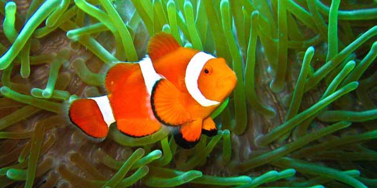 透红小丑鱼的寿命，透红小丑鱼能长多大（小丑鱼为什么叫小丑鱼）