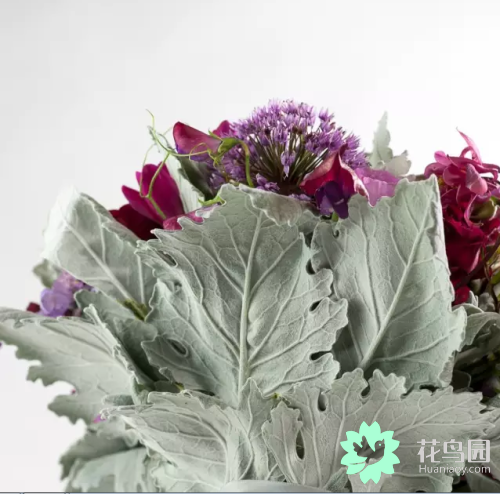 雪叶莲，植物 ， 雪叶莲（雪叶莲图片）