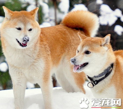 怎样训练秋田犬，如何训练秋田犬（秋田犬的训练难度中等）