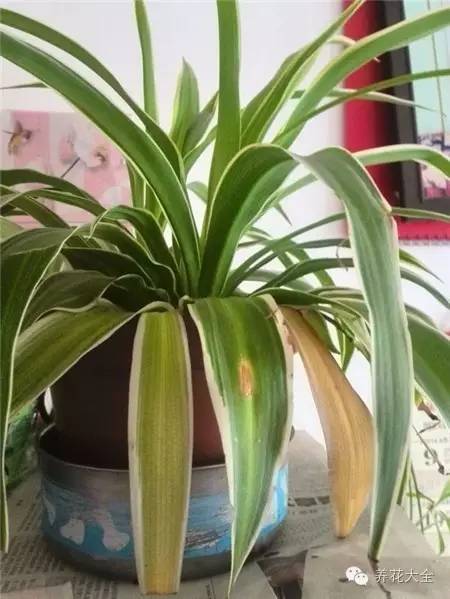 吊兰叶子发黄的原因及解决办法，吊兰叶子发黄应该怎么办（吊兰叶子发黄没生气）