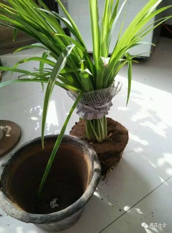 吊兰叶子发黄的原因及解决办法，吊兰叶子发黄应该怎么办（吊兰叶子发黄没生气）