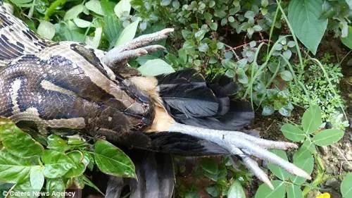 蟒蛇活吞美女，蟒蛇生吞美女子（美女被4条缅甸巨蟒缠绕）