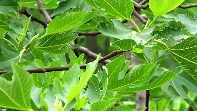 无花果叶的功效与作用，无花果叶子有哪些用途（是清热、解毒、消肿的中药）