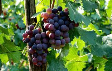 伊丽莎白瓜怎么挑，伊丽莎白瓜如何挑选（快把新鲜的水果带回家吧）