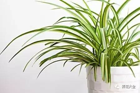 吊兰叶子发黄的原因及解决办法，吊兰叶子发黄应该怎么办（吊兰叶子发黄没生气）