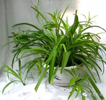 吊兰叶子发黄的原因及解决办法，吊兰叶子发黄应该怎么办（吊兰叶子发黄没生气）