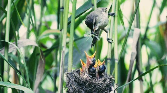 急用凄厉的近义词，急用凄厉的近义词是什么（让你的文章更具内涵——古代文学作品中常见的悲凉动物意象）