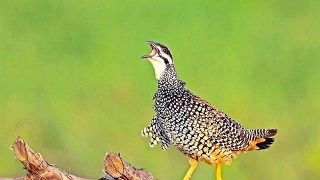 急用凄厉的近义词，急用凄厉的近义词是什么（让你的文章更具内涵——古代文学作品中常见的悲凉动物意象）