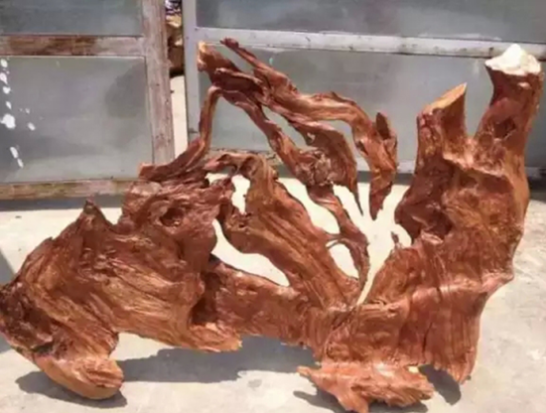 到底我们该如何辨别太行崖柏的真假呢，太行崖柏跟四川崖柏怎样分辨（这些方法教你从外表正确鉴别崖柏真假）