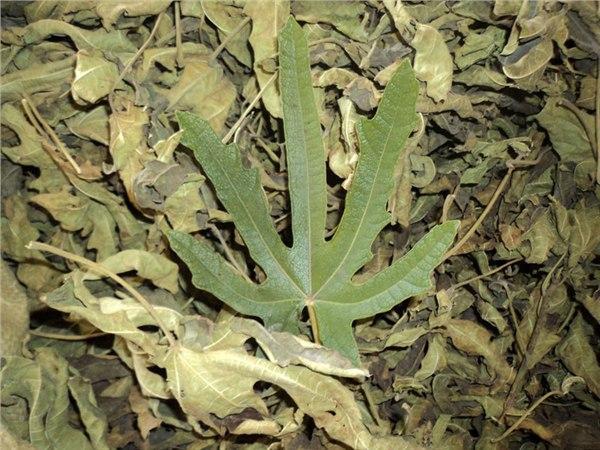 无花果叶的功效与作用，无花果叶子有哪些用途（是清热、解毒、消肿的中药）
