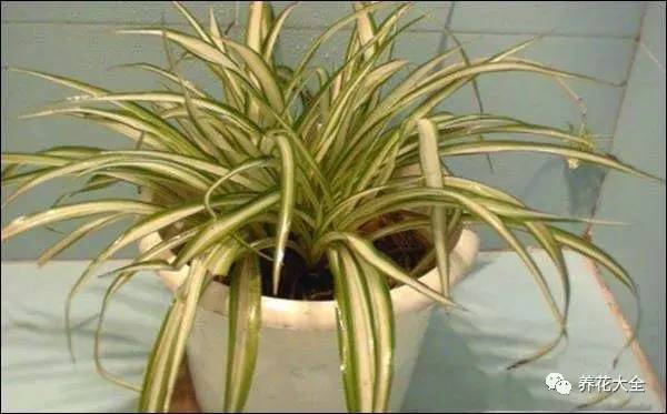 吊兰叶子发黄的原因及解决办法，吊兰叶子发黄应该怎么办（吊兰叶子发黄没生气）