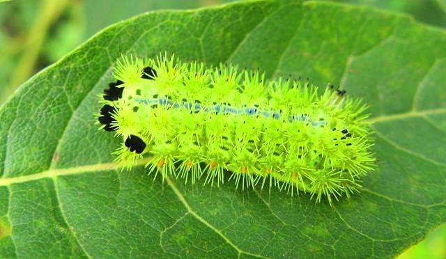 蚰蜒为什么不能踩死，蚰蜒为什么不能踩死 吃什么（在农村一定不能碰这几种虫子）