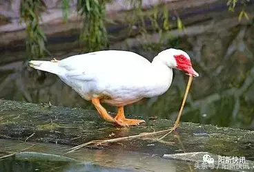 黄石特产有哪些土特产，黄石特产有哪些土特产图片（你不知道的阳新十大特产）