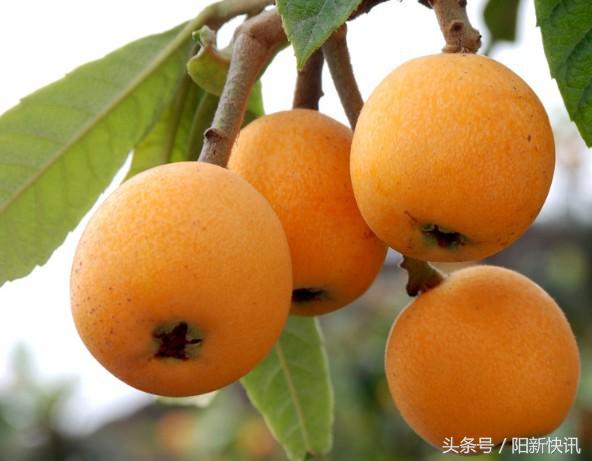 黄石特产有哪些土特产，黄石特产有哪些土特产图片（你不知道的阳新十大特产）