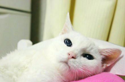 榴莲的核能吃吗，榴莲生的打开了还能熟吗（听说榴莲核熟了可以吃）