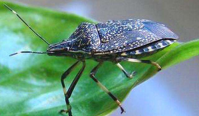 蚰蜒为什么不能踩死，蚰蜒为什么不能踩死 吃什么（在农村一定不能碰这几种虫子）