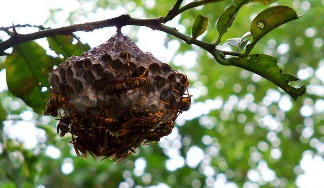 蚰蜒为什么不能踩死，蚰蜒为什么不能踩死 吃什么（在农村一定不能碰这几种虫子）
