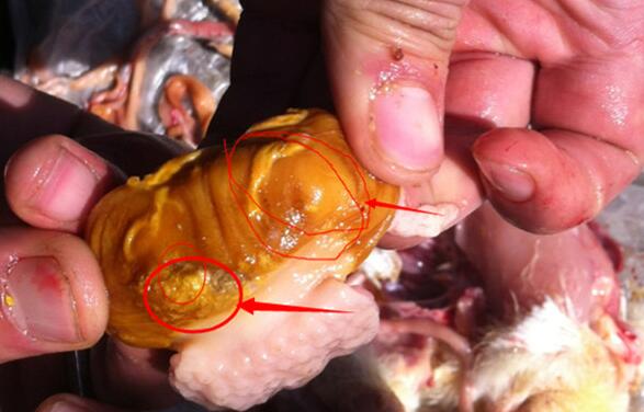 鸡嗉子是什么部位,鸡嗉子是哪个部位(鸡身的这一部位吃了既治病还抗癌