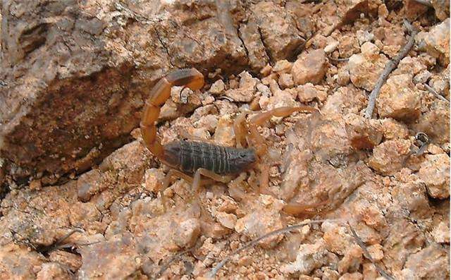 蚰蜒为什么不能踩死，蚰蜒为什么不能踩死 吃什么（在农村一定不能碰这几种虫子）