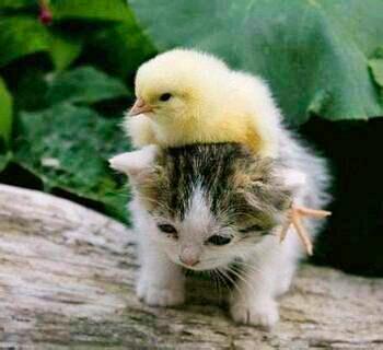 榴莲的核能吃吗，榴莲生的打开了还能熟吗（听说榴莲核熟了可以吃）