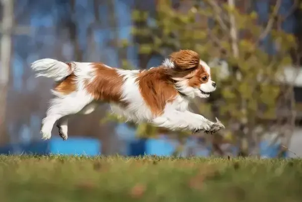 查尔斯王小猎犬多少钱 查尔斯骑士王小猎犬