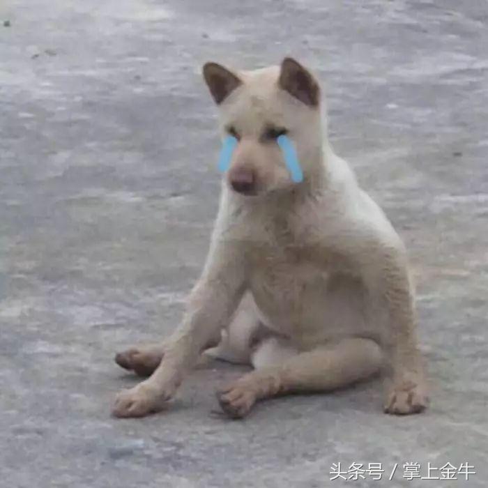 宠物狗不打狂犬可以吗（养宠物狗需要注意的健康问题）