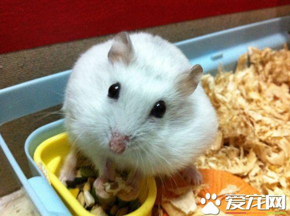银狐仓鼠饲养方法 银狐仓鼠怎么养，银狐仓鼠饲养方法（尽量让它熟悉你的气味）