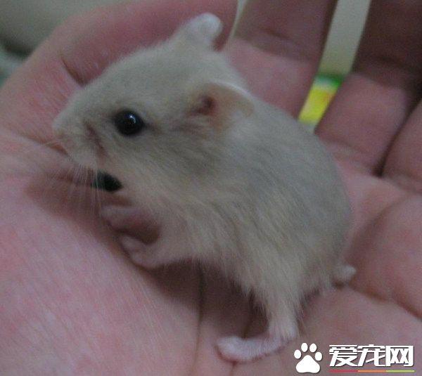 银狐仓鼠饲养方法 银狐仓鼠怎么养，银狐仓鼠饲养方法（尽量让它熟悉你的气味）