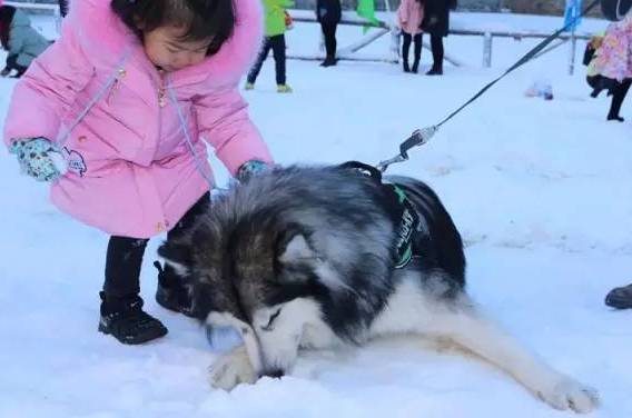 毕棚沟二月份天气冷吗，毕棚沟二月份天气冷吗多少度（滑雪、泡温泉、打雪仗一个地方就搞定）