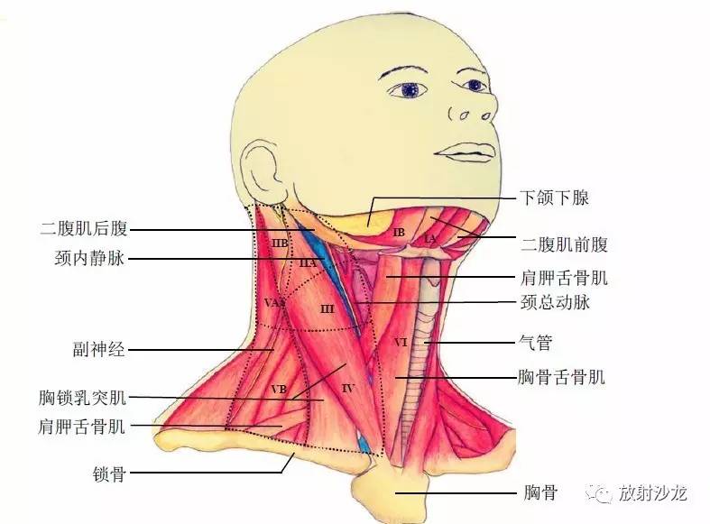 颈部淋巴结在哪,颈部淋巴结肿大在哪里(解剖图系列之四—颈部淋巴结