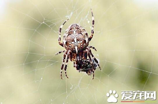 巴西白膝头蜘蛛，世界上最大的蜘蛛王是什么（常见的几种宠物蜘蛛的种类）