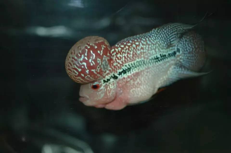 剛買的羅漢魚苗怎麼飼養啊,羅漢魚苗怎麼養注意事項(羅漢起頭髮色及