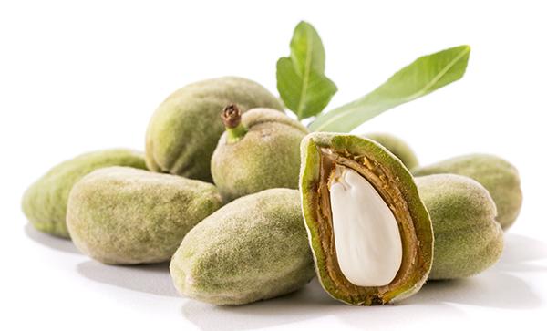 炒苦杏仁的功效与作用，炒紫苏子的功效与作用（过量食用会致呼吸麻痹甚至死亡）