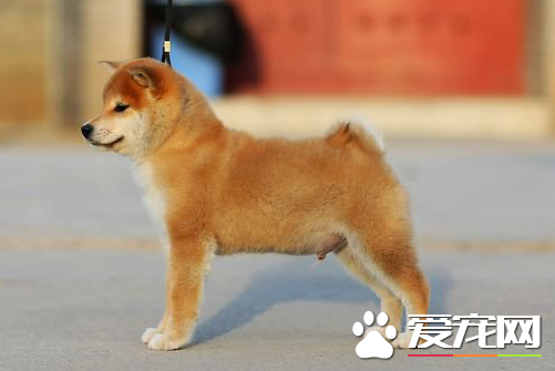 西巴犬（xi霸权），日本秋田犬是柴犬吗（西巴犬是什么）