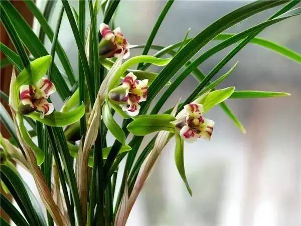 南京和武汉市花为什么是梅花，武汉市花山街道属于哪个区（我国各大省会城市市花集锦）