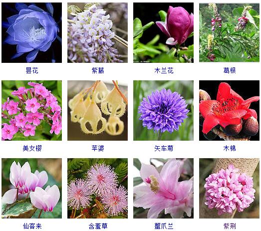 花朵照片取名图片