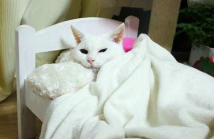 榴莲的核能吃吗，榴莲生的打开了还能熟吗（听说榴莲核熟了可以吃）