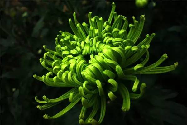 南京和武汉市花为什么是梅花，武汉市花山街道属于哪个区（我国各大省会城市市花集锦）