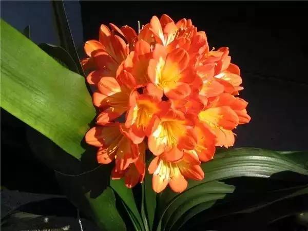 南京和武汉市花为什么是梅花，武汉市花山街道属于哪个区（我国各大省会城市市花集锦）