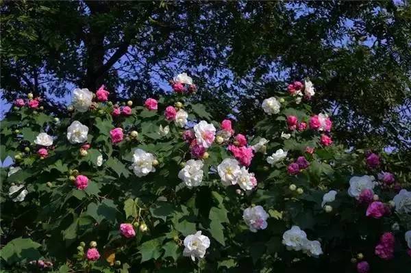 南京和武汉市花为什么是梅花，武汉市花山街道属于哪个区（我国各大省会城市市花集锦）