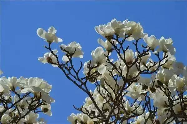 武汉的市花是什么花(武汉市的市花是什么花呀)