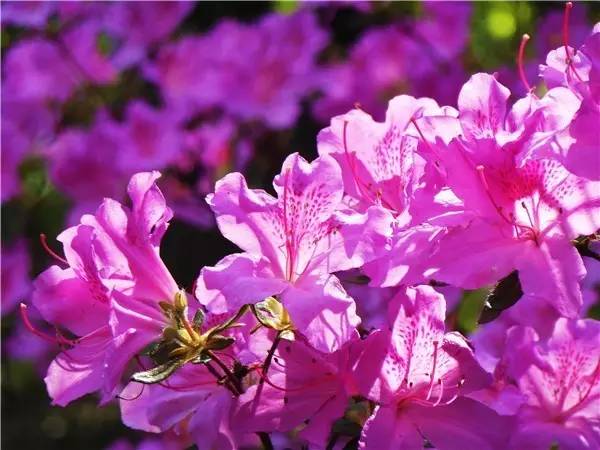 南京和武汉市花为什么是梅花，武汉市花山街道属于哪个区（我国各大省会城市市花集锦）