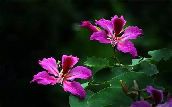 南京和武汉市花为什么是梅花，武汉市花山街道属于哪个区（我国各大省会城市市花集锦）