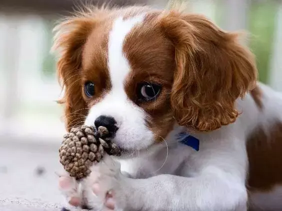 查尔斯王小猎犬多少钱 查尔斯骑士王小猎犬