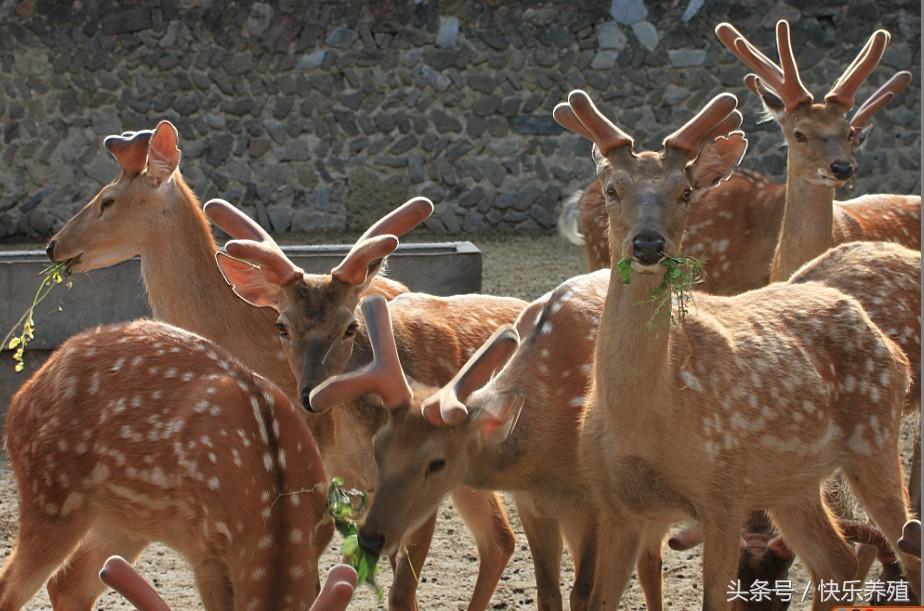 梅花鹿圈养和散养哪个方式好，散养梅花鹿有什么好处（梅花鹿养殖10问）