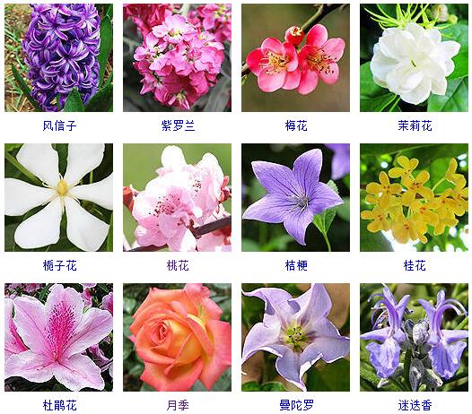 世界上有几种花名字图片