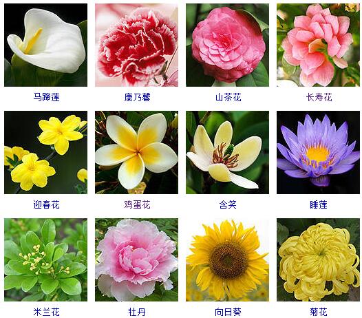 各种花的名字带图片图片